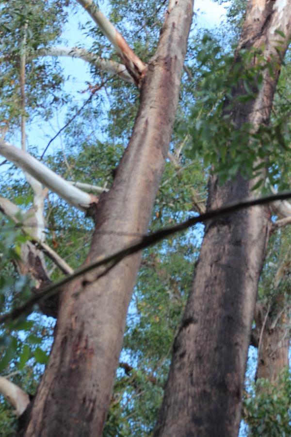 فندق Kerikeri Glamping المظهر الخارجي الصورة